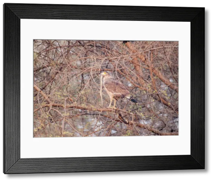 Framed Print : Picture No. 10899613 Framed Print : Picture No. 10899613