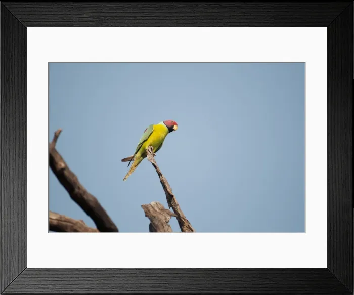 Framed Print : Picture No. 10899595 Framed Print : Picture No. 10899595