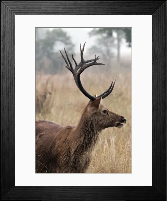 Framed Print : Picture No. 10899597 Framed Print : Picture No. 10899597