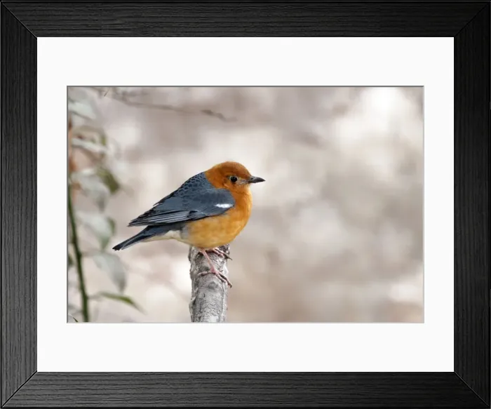 Framed Print : Picture No. 10899605 Framed Print : Picture No. 10899605