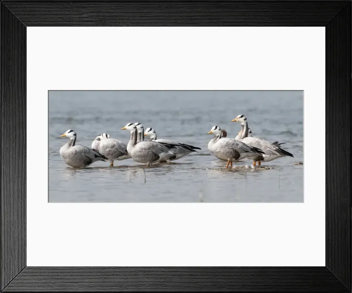 Framed Print : Picture No. 10899585 Framed Print : Picture No. 10899585