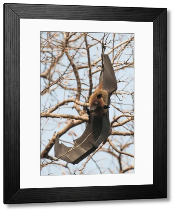 Framed Print : Picture No. 10899591 Framed Print : Picture No. 10899591