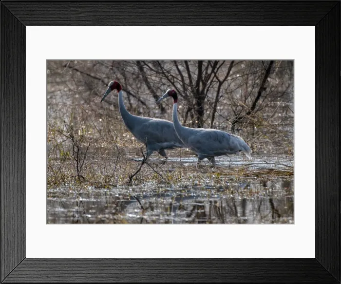 Framed Print : Picture No. 10899617 Framed Print : Picture No. 10899617