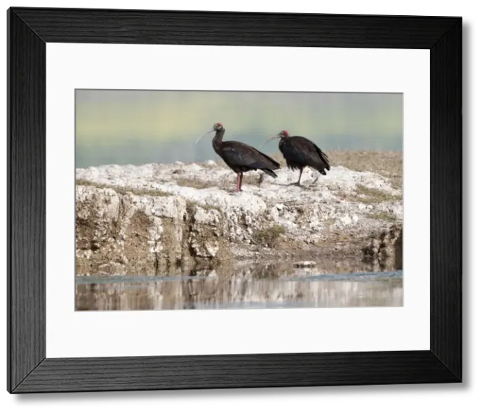 Framed Print : Picture No. 10899588 Framed Print : Picture No. 10899588