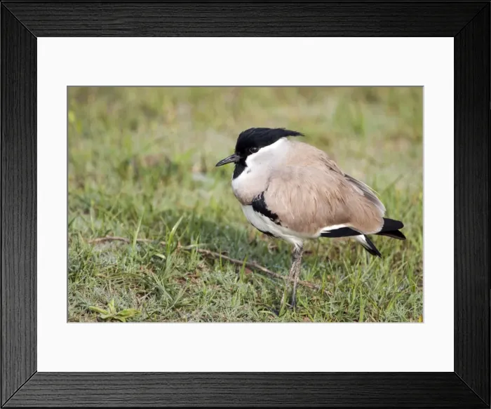 Framed Print : Picture No. 10899590 Framed Print : Picture No. 10899590