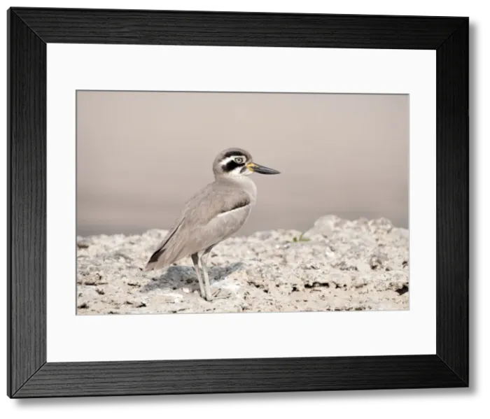 Framed Print : Picture No. 10899589 Framed Print : Picture No. 10899589