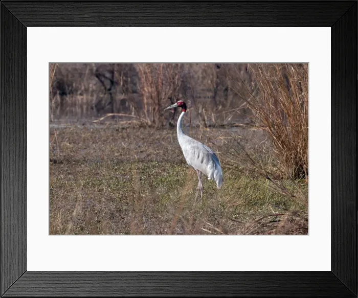 Framed Print : Picture No. 10899616