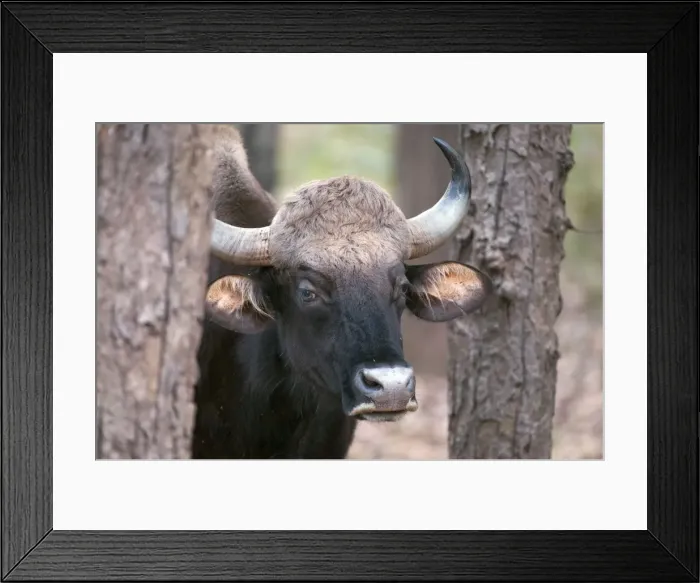 Framed Print : Picture No. 10899598 Framed Print : Picture No. 10899598