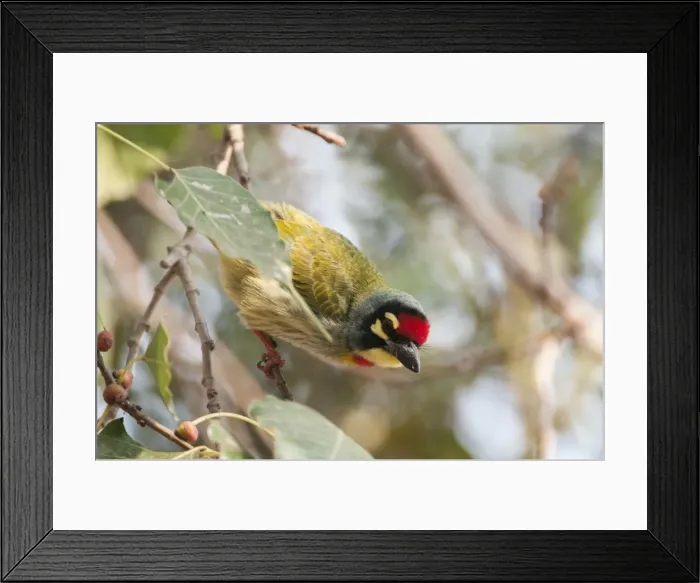 Framed Print : Picture No. 10899610 Framed Print : Picture No. 10899610