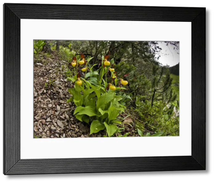 Framed Print : Picture No. 10899626 Framed Print : Picture No. 10899626