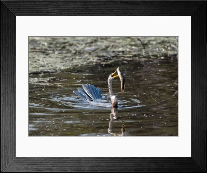 Framed Print : Picture No. 10899618 Framed Print : Picture No. 10899618