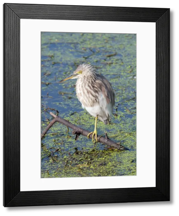 Framed Print : Picture No. 10899620 Framed Print : Picture No. 10899620