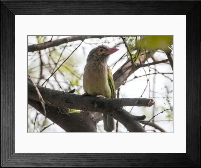 Framed Print : Picture No. 10899612 Framed Print : Picture No. 10899612