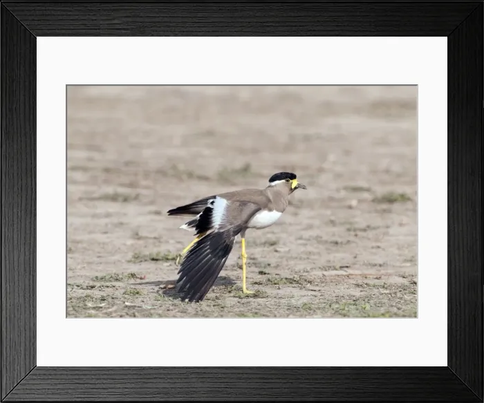 Framed Print : Picture No. 10899587 Framed Print : Picture No. 10899587