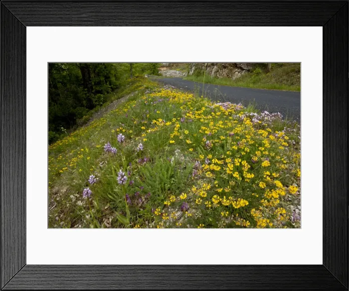 Framed Print : Picture No. 10899524 Framed Print : Picture No. 10899524