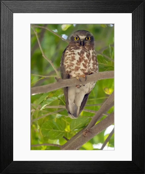 Framed Print : Picture No. 10899623 Framed Print : Picture No. 10899623