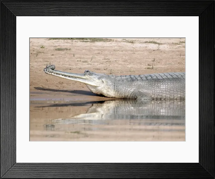 Framed Print : Picture No. 10899578 Framed Print : Picture No. 10899578