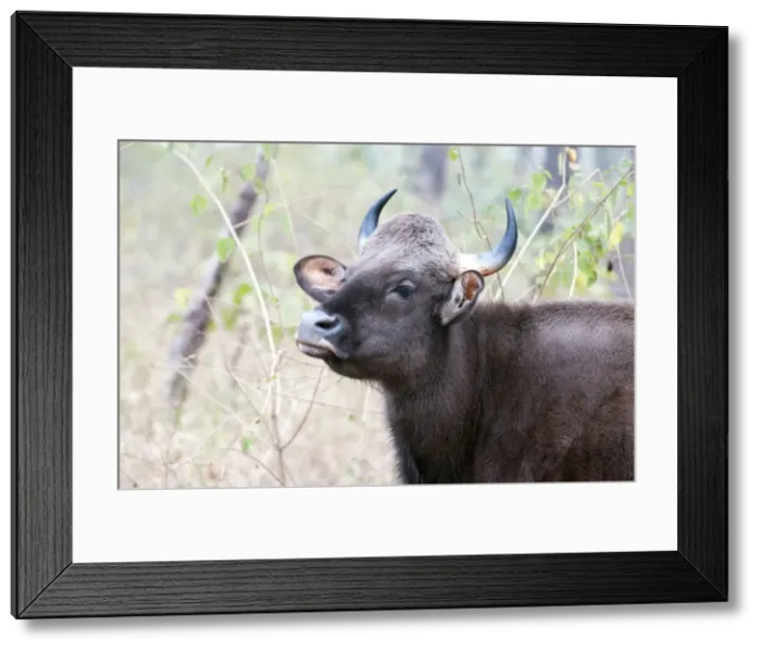 Framed Print : Picture No. 10899599 Framed Print : Picture No. 10899599