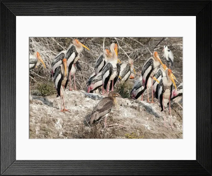 Framed Print : Picture No. 10899615 Framed Print : Picture No. 10899615