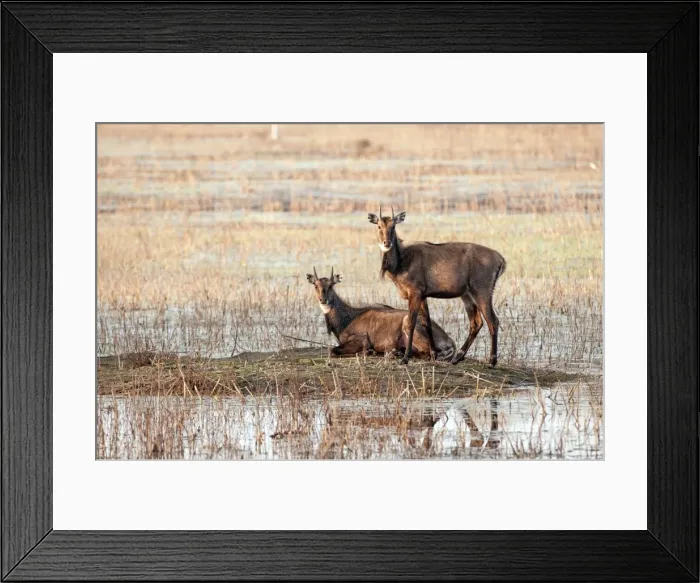 Framed Print : Picture No. 10899582 Framed Print : Picture No. 10899582