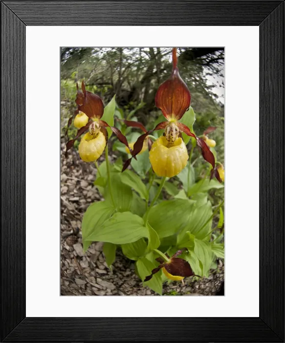 Framed Print : Picture No. 10899625 Framed Print : Picture No. 10899625