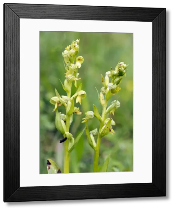 Framed Print : Picture No. 10899630 Framed Print : Picture No. 10899630