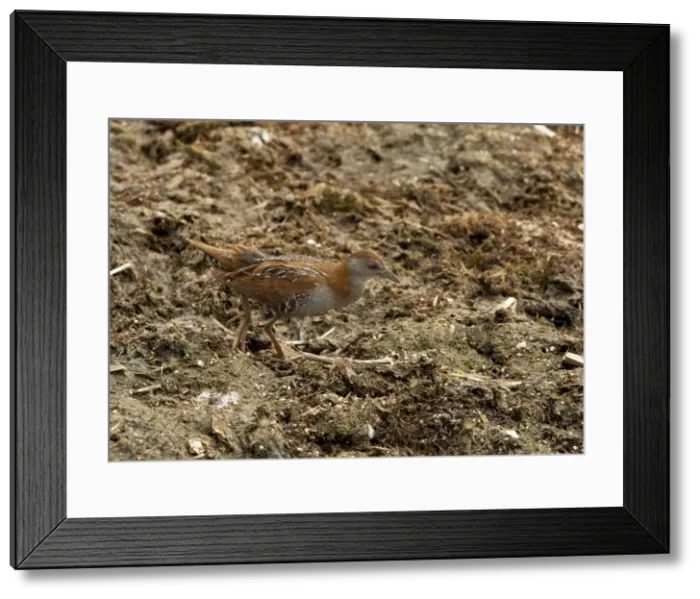 Framed Print : Picture No. 10899521 Framed Print : Picture No. 10899521