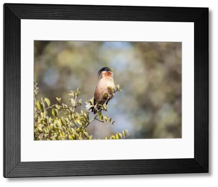 Framed Print : Picture No. 10899604