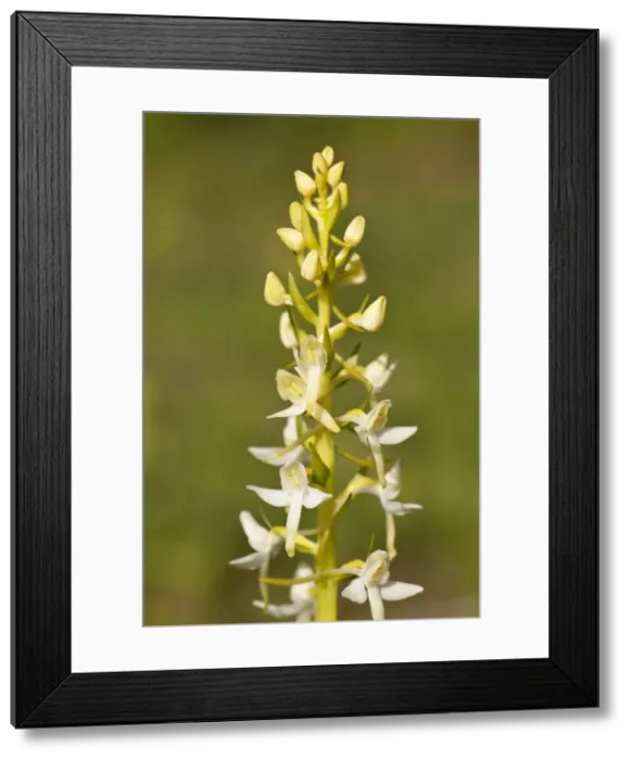 Framed Print : Picture No. 10899631 Framed Print : Picture No. 10899631