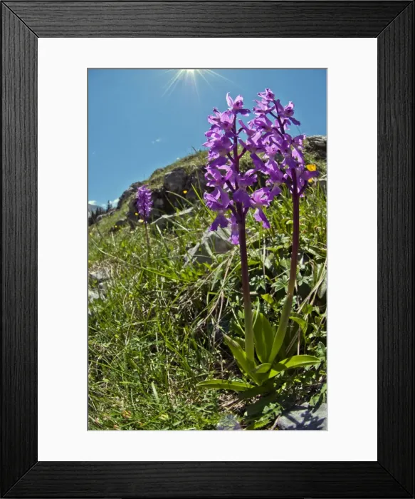 Framed Print : Picture No. 10899627 Framed Print : Picture No. 10899627