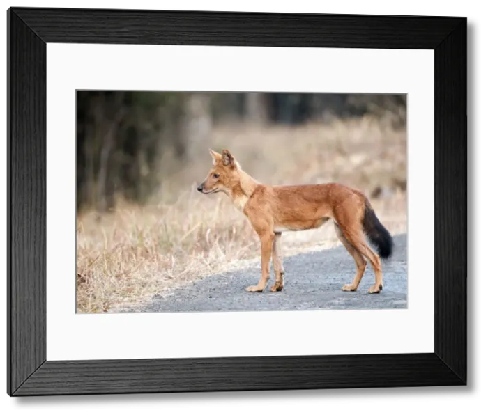 Framed Print : Picture No. 10899594 Framed Print : Picture No. 10899594