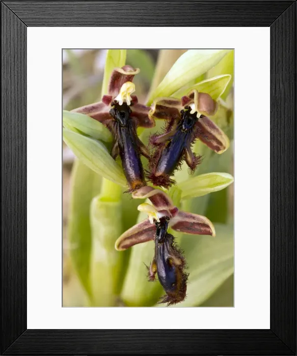 Framed Print : Picture No. 10899527 Framed Print : Picture No. 10899527