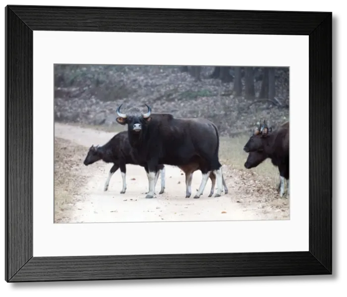 Framed Print : Picture No. 10899600 Framed Print : Picture No. 10899600