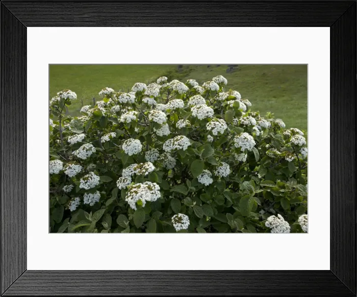 Framed Print : Picture No. 10899519 Framed Print : Picture No. 10899519
