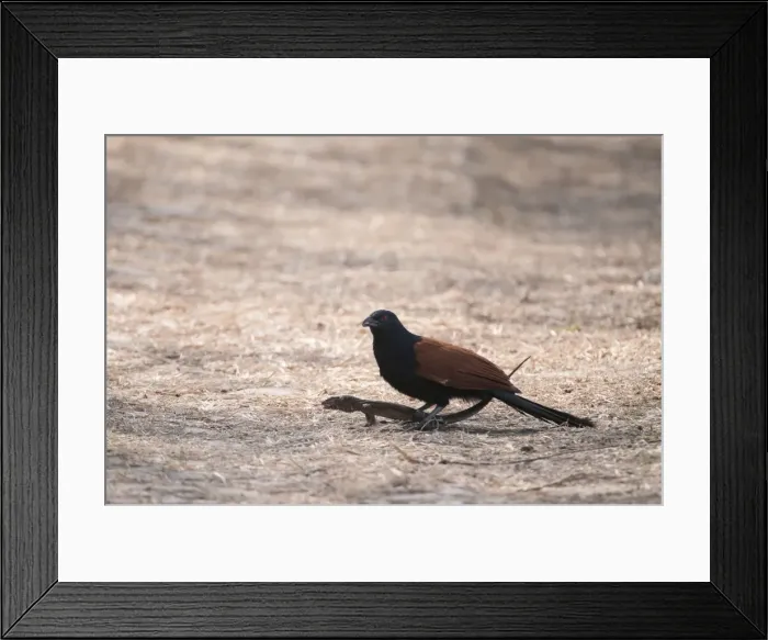 Framed Print : Picture No. 10899603