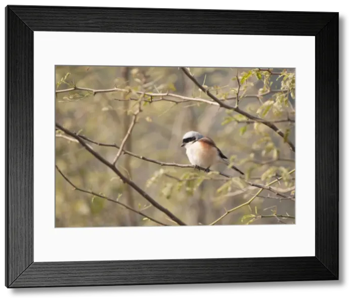 Framed Print : Picture No. 10899609 Framed Print : Picture No. 10899609
