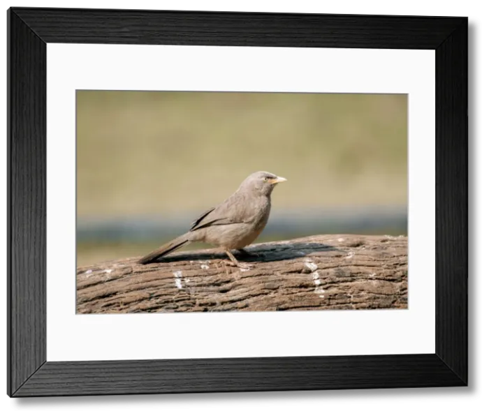 Framed Print : Picture No. 10899606