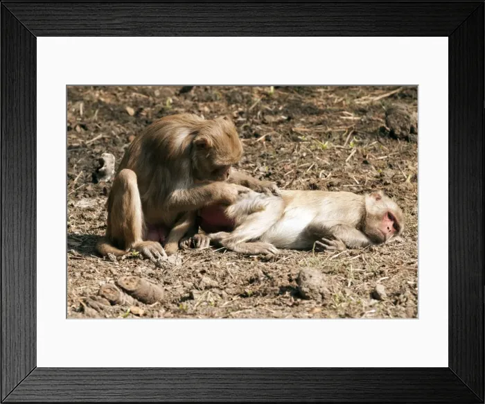 Framed Print : Picture No. 10899581 Framed Print : Picture No. 10899581