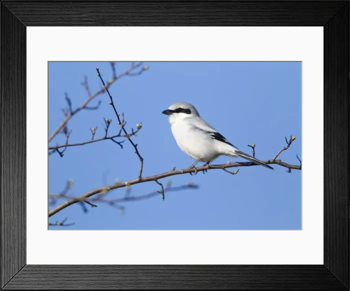 Framed Print : Picture No. 10884388