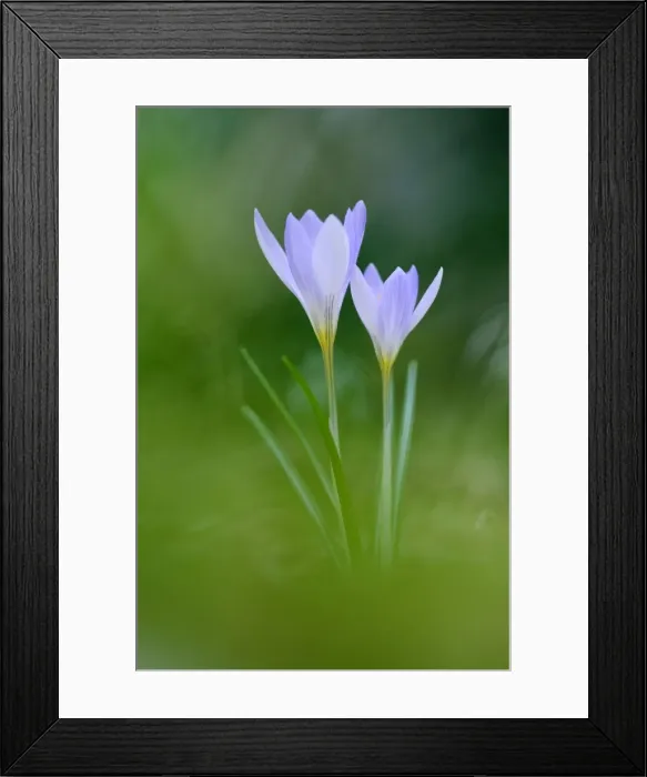 Framed Print : Picture No. 10884224 Framed Print : Picture No. 10884224
