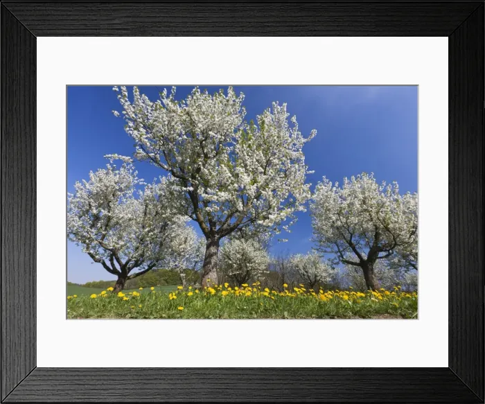 Framed Print : Picture No. 10884416 Framed Print : Picture No. 10884416