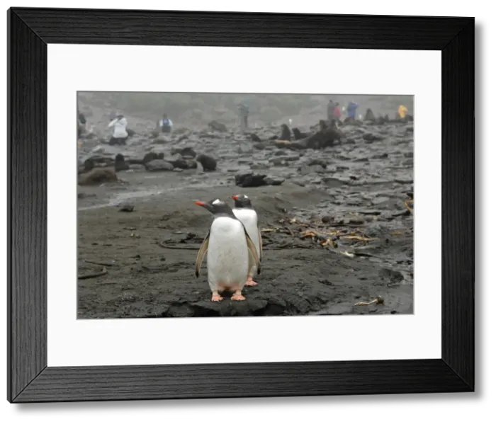 Framed Print : Picture No. 10884442 Framed Print : Picture No. 10884442