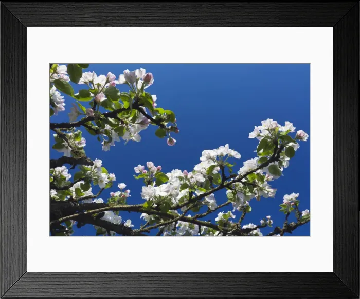 Framed Print : Picture No. 10884409 Framed Print : Picture No. 10884409