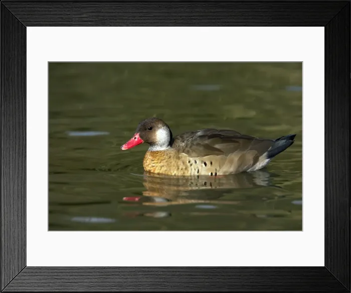 Framed Print : Picture No. 10883939 Framed Print : Picture No. 10883939