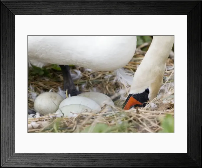 Framed Print : Picture No. 10884397 Framed Print : Picture No. 10884397