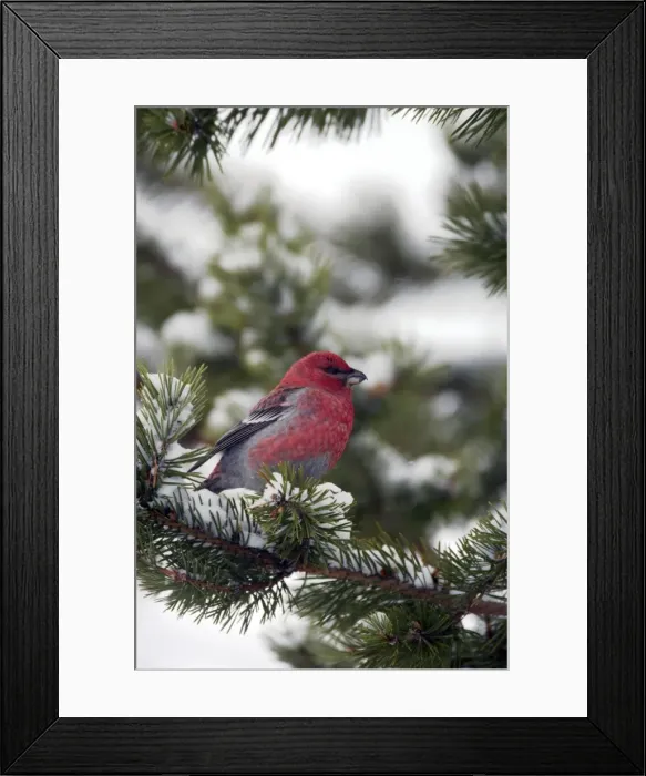 Framed Print : Picture No. 10883917 Framed Print : Picture No. 10883917