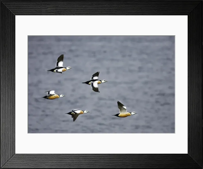 Framed Print : Picture No. 10883915 Framed Print : Picture No. 10883915