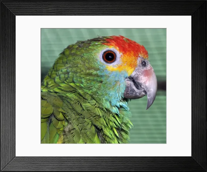 Framed Print : Picture No. 10884142