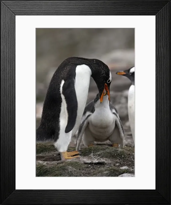 Framed Print : Picture No. 10884454 Framed Print : Picture No. 10884454