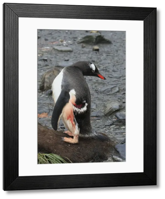 Framed Print : Picture No. 10884446 Framed Print : Picture No. 10884446